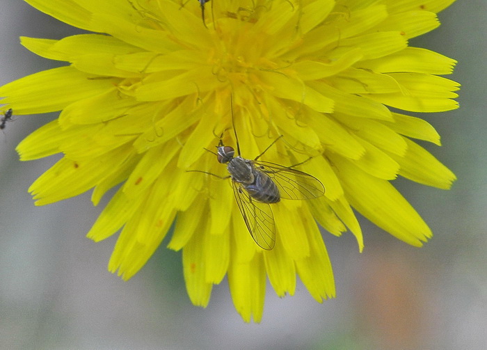 Dittero corso: Phthiria sp. (Bombyliidae).